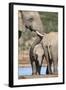 African Elephant (Loxodonta Africana) Mother and Baby at Hapoor Waterhole-Ann and Steve Toon-Framed Photographic Print