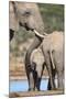 African Elephant (Loxodonta Africana) Mother and Baby at Hapoor Waterhole-Ann and Steve Toon-Mounted Photographic Print