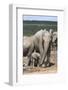 African Elephant (Loxodonta Africana) Mother and Baby at Hapoor Waterhole-Ann and Steve Toon-Framed Photographic Print