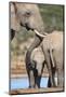 African Elephant (Loxodonta Africana) Mother and Baby at Hapoor Waterhole-Ann and Steve Toon-Mounted Photographic Print