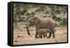 African Elephant (Loxodonta Africana) Mother and Baby-James Hager-Framed Stretched Canvas