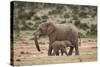 African Elephant (Loxodonta Africana) Mother and Baby-James Hager-Stretched Canvas