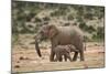 African Elephant (Loxodonta Africana) Mother and Baby-James Hager-Mounted Photographic Print