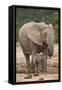 African Elephant (Loxodonta Africana) Mother and Baby-James Hager-Framed Stretched Canvas