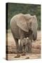 African Elephant (Loxodonta Africana) Mother and Baby-James Hager-Stretched Canvas