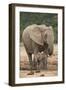 African Elephant (Loxodonta Africana) Mother and Baby-James Hager-Framed Photographic Print