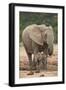 African Elephant (Loxodonta Africana) Mother and Baby-James Hager-Framed Photographic Print