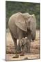 African Elephant (Loxodonta Africana) Mother and Baby-James Hager-Mounted Photographic Print