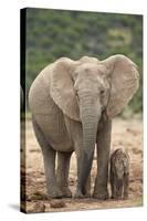 African Elephant (Loxodonta Africana) Mother and Baby-James Hager-Stretched Canvas