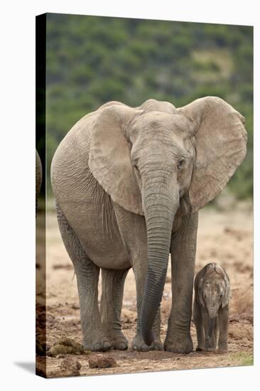 African Elephant (Loxodonta Africana) Mother and Baby-James Hager-Stretched Canvas