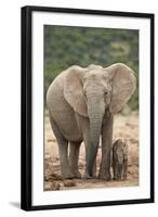 African Elephant (Loxodonta Africana) Mother and Baby-James Hager-Framed Photographic Print