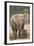 African Elephant (Loxodonta Africana) Mother and Baby-James Hager-Framed Photographic Print