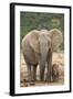 African Elephant (Loxodonta Africana) Mother and Baby-James Hager-Framed Photographic Print