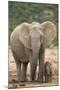 African Elephant (Loxodonta Africana) Mother and Baby-James Hager-Mounted Photographic Print