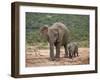 African Elephant (Loxodonta Africana) Mother and Baby-James Hager-Framed Photographic Print