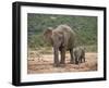 African Elephant (Loxodonta Africana) Mother and Baby-James Hager-Framed Photographic Print