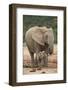 African Elephant (Loxodonta Africana) Mother and Baby-James Hager-Framed Photographic Print