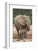 African Elephant (Loxodonta Africana) Mother and Baby-James Hager-Framed Photographic Print