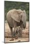 African Elephant (Loxodonta Africana) Mother and Baby-James Hager-Mounted Photographic Print