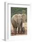 African Elephant (Loxodonta Africana) Mother and Baby-James Hager-Framed Photographic Print