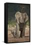 African Elephant (Loxodonta Africana) Mother Showering-James Hager-Framed Stretched Canvas