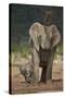 African Elephant (Loxodonta Africana) Mother Showering-James Hager-Stretched Canvas