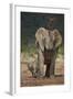 African Elephant (Loxodonta Africana) Mother Showering-James Hager-Framed Photographic Print