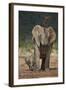 African Elephant (Loxodonta Africana) Mother Showering-James Hager-Framed Photographic Print