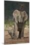 African Elephant (Loxodonta Africana) Mother Showering-James Hager-Mounted Photographic Print