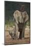 African Elephant (Loxodonta Africana) Mother Showering-James Hager-Mounted Photographic Print