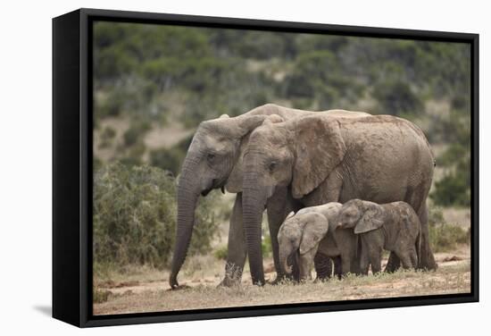 African Elephant (Loxodonta Africana) Mothers and Babies-James Hager-Framed Stretched Canvas