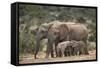 African Elephant (Loxodonta Africana) Mothers and Babies-James Hager-Framed Stretched Canvas