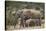 African Elephant (Loxodonta Africana) Mothers and Babies-James Hager-Stretched Canvas