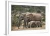 African Elephant (Loxodonta Africana) Mothers and Babies-James Hager-Framed Photographic Print
