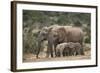 African Elephant (Loxodonta Africana) Mothers and Babies-James Hager-Framed Photographic Print