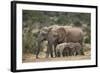 African Elephant (Loxodonta Africana) Mothers and Babies-James Hager-Framed Photographic Print