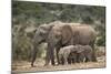 African Elephant (Loxodonta Africana) Mothers and Babies-James Hager-Mounted Photographic Print