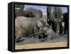 African Elephant (Loxodonta Africana) Mudbathing, Addo National Park, South Africa, Africa-Steve & Ann Toon-Framed Stretched Canvas