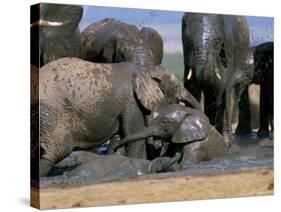 African Elephant (Loxodonta Africana) Mudbathing, Addo National Park, South Africa, Africa-Steve & Ann Toon-Stretched Canvas