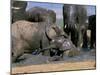 African Elephant (Loxodonta Africana) Mudbathing, Addo National Park, South Africa, Africa-Steve & Ann Toon-Mounted Photographic Print