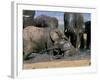 African Elephant (Loxodonta Africana) Mudbathing, Addo National Park, South Africa, Africa-Steve & Ann Toon-Framed Photographic Print