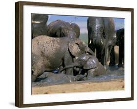 African Elephant (Loxodonta Africana) Mudbathing, Addo National Park, South Africa, Africa-Steve & Ann Toon-Framed Photographic Print