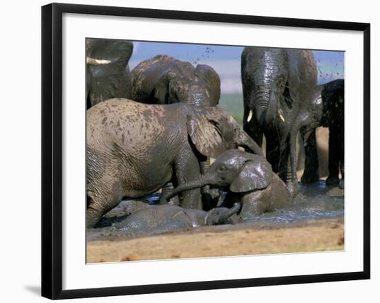 African Elephant (Loxodonta Africana) Mudbathing, Addo National Park, South Africa, Africa-Steve & Ann Toon-Framed Photographic Print