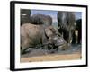 African Elephant (Loxodonta Africana) Mudbathing, Addo National Park, South Africa, Africa-Steve & Ann Toon-Framed Photographic Print