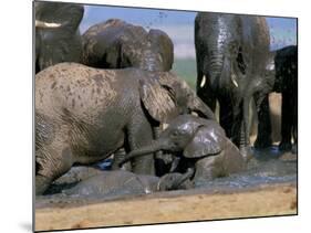 African Elephant (Loxodonta Africana) Mudbathing, Addo National Park, South Africa, Africa-Steve & Ann Toon-Mounted Photographic Print