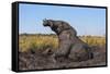 African elephant (Loxodonta africana) mudbathing, Chobe River, Botswana, Africa-Ann and Steve Toon-Framed Stretched Canvas