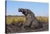 African elephant (Loxodonta africana) mudbathing, Chobe River, Botswana, Africa-Ann and Steve Toon-Stretched Canvas