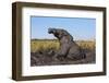 African elephant (Loxodonta africana) mudbathing, Chobe River, Botswana, Africa-Ann and Steve Toon-Framed Photographic Print