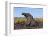 African elephant (Loxodonta africana) mudbathing, Chobe River, Botswana, Africa-Ann and Steve Toon-Framed Photographic Print