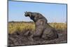 African elephant (Loxodonta africana) mudbathing, Chobe River, Botswana, Africa-Ann and Steve Toon-Mounted Photographic Print